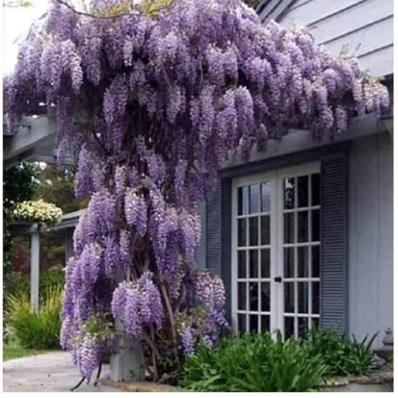 Meet your Posher, Joyce - Picture 5 of 12